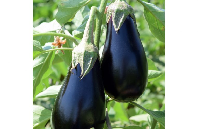 Seminte de vinete de calitate – Alegerea inteligenta a agricultorilor romani: Soiul VINETE MIRVAL F1